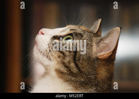 Sweet kitty se tournent vers le haut, face close-up Banque D'Images