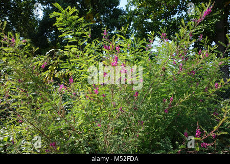 Indigofera heterantha, indigo de l'himalaya Banque D'Images