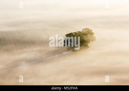 Le brouillard du matin avec un seul arbre sur un champ Banque D'Images