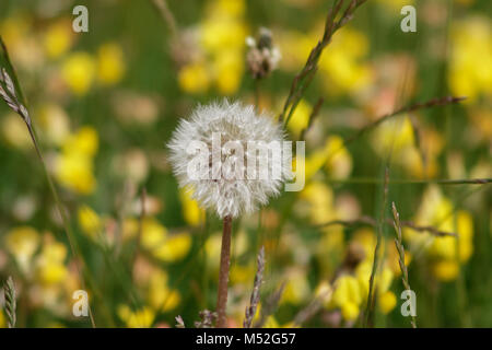 Graines de pissenlit entre les renoncules en fleurs à l'île de Purbeck, Dorset, Angleterre Banque D'Images