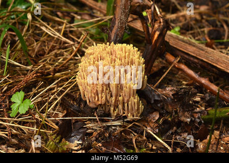 Belle clavaria ; le saumon ; corail Le corail rose champignon ; beau clavaria ; Banque D'Images