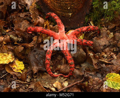 Les doigts du diable ; octopus phalle impudique ; star phalle impudique Banque D'Images