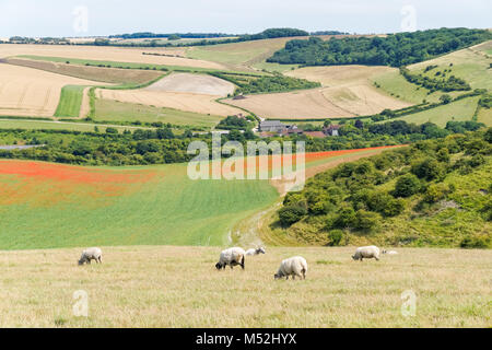 Pâturage des moutons dans le parc national de South Downs East Sussex Angleterre Royaume-Uni Royaume-Uni Banque D'Images