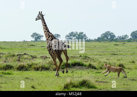 Un jeune lion chassant une girafe, un jeu risqué que les girafes sont connus pour tuer les lions adultes avec un seul coup de pied. Banque D'Images