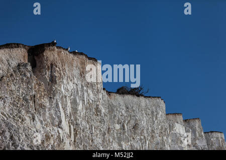 Des Mouettes blanches sur le bord de falaises blanches avec ciel bleu sur une journée ensoleillée, Sept Soeurs, East Sussex, Angleterre Banque D'Images