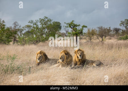 Vue panoramique des trois lions mâles (Panthera leo) reposant Banque D'Images