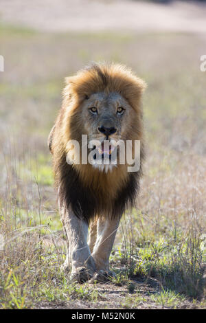 Vue de face d'un homme adulte lion (Panthera leo) avec une grande crinière noire walking Banque D'Images