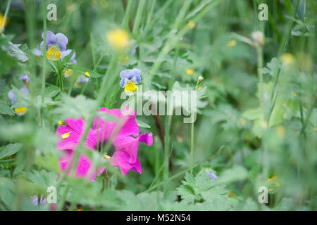 Pétunia lavande Banque D'Images