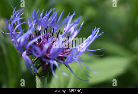 Bleu et Violet Fleur araignée Banque D'Images