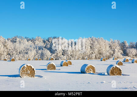 Bottes de foin dans un champ neigeux Banque D'Images