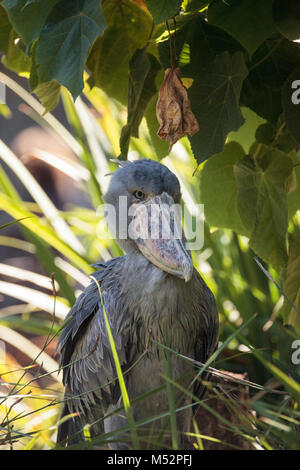 Shoebill stork Balaeniceps rex africains Banque D'Images