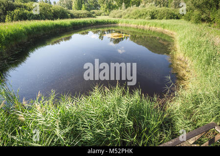 Dans le lac Biotope th au lac de Kaltern Banque D'Images