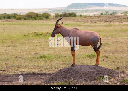 Topi debout sur un monticule de terre dans le paysage Banque D'Images