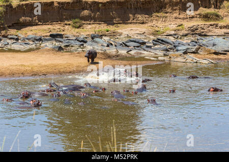 Les hippopotames qui sont de vous rafraîchir dans l'eau Banque D'Images