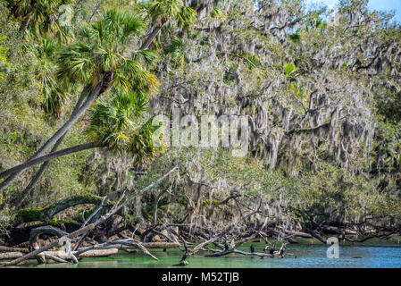 Blue Spring inlet le long de la rivière Saint-Jean à Blue Spring State Park près de Orange City, Floride. (USA) Banque D'Images