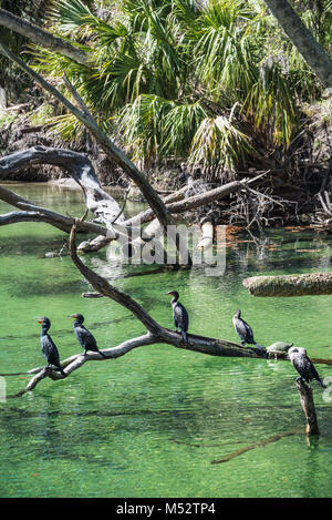 Des cormorans à double crête (Phalacrocorax auritus) se dressent au-dessus de l'eau claire et verte du parc national Blue Spring dans le comté de Volusia, en Floride.(ÉTATS-UNIS) Banque D'Images