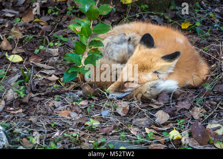 Un Américain red fox recroquevillée dormir à Homosassa Springs Wildlife Ellie Schiller State Park à Homosassa, en Floride. (USA) Banque D'Images