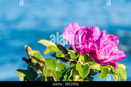 Plage rose rose (Rosa rugosa) contre la toile de fond de l'océan. Banque D'Images