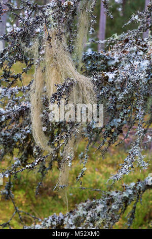 Lichen Barbe sur une branche Banque D'Images