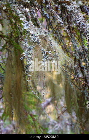 Lichen Barbe sur une branche dans la forêt Banque D'Images