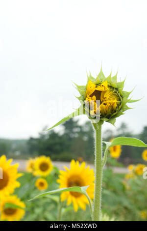 Tall Tournesol en fleurs Banque D'Images