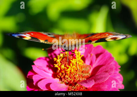 L'Oeil de Paon papillon assis sur la fleur de zinnia Banque D'Images