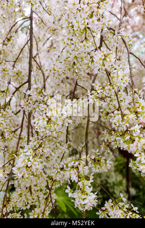 Sakura fleur - nature background Banque D'Images