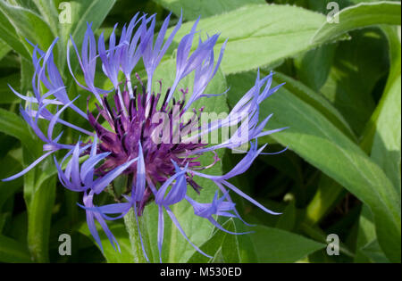 Bleu et Violet Fleur araignée Banque D'Images