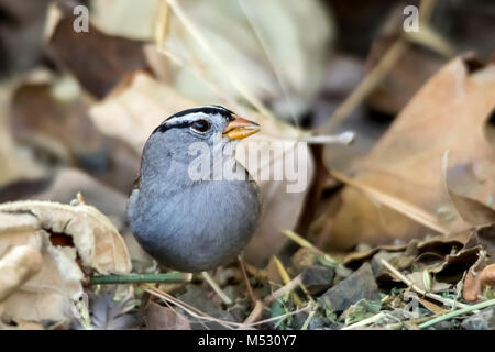 Le White-Crowned Sparrow chant sur le sol en automne Banque D'Images