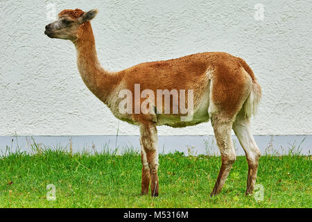 Alpaca près du mur Banque D'Images