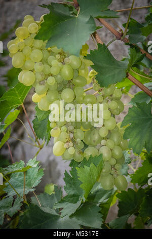 Grappe de raisins poussant dans une serre jardin Banque D'Images