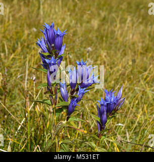 Gentiane saule ; avaler-millepertuis ; gentiane gentiane à feuilles de saule ; Banque D'Images