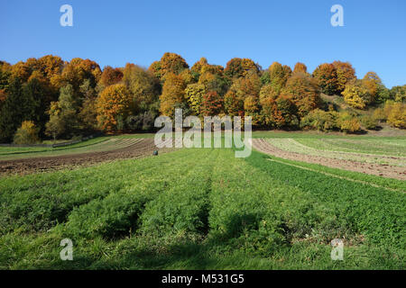 Daucus carota, la carotte, une forêt mixte à l'automne Banque D'Images