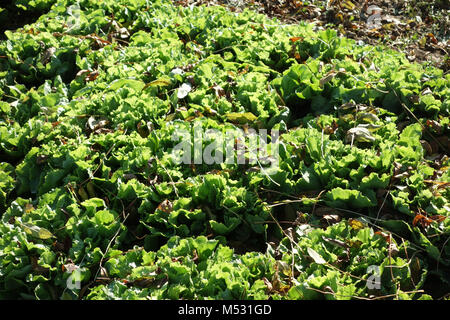 L'endive, Cichorium endivia Banque D'Images