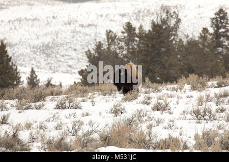 Bison solitaire ou buffalo standing in field dans la neige en Lamar Valley Parc National de Yellowstone, Wyoming, USA. Banque D'Images