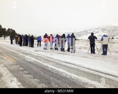 Le Parc National de Yellowstone, Wyomng, USA - 5 Février 2018 : Tour de la faune photographie de groupe sur la route dans la région de Lamar Valley Parc National de Yellowstone Par Banque D'Images