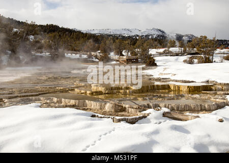 Promenades le long de hot springs sur terrasses à Mammoth Hot Springs, Parc National de Yellowstone, Wyoming. Banque D'Images