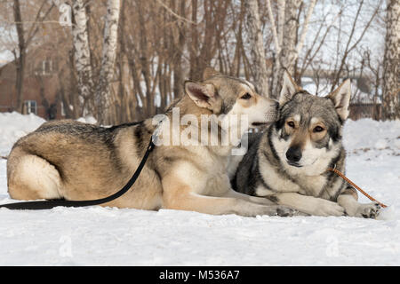 Beau mâle et femelle, de Saarloos wolfhound dans winter park Banque D'Images