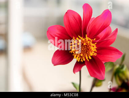 Dahlia écarlate en gros plan sur un jour de vent Banque D'Images