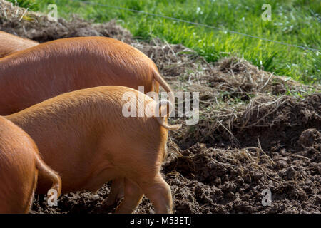 Les porcs Tamworth britanniques. Les porcelets de nourriture dans la boue dans une ferme de Cornouailles Banque D'Images