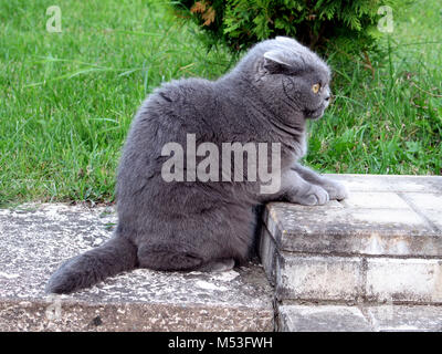 Couleur Smoky Scottish Fold chat posant sur l'escalier dans le jardin et à la recherche dans la distance Banque D'Images