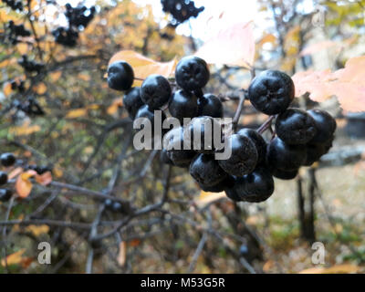 Frais mûrs aronie tas croissant sur l'arbre d'automne. Humeur d'automne Banque D'Images