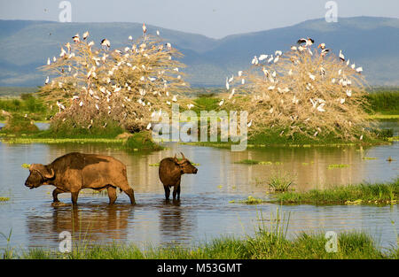 Buffle africain AKA Buffle (Syncerus caffer) dans un trou d'eau. Photographié en Tanzanie Banque D'Images