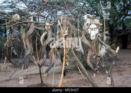 Les crânes de l'antilope et le babouin accroché sur arbre près de cabanes de chasseurs-cueilleurs tribu Hadza. Lake Eyasi, Tanzanie Banque D'Images