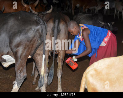 Afrique du Sud, en Tanzanie, un groupe ethnique Maasai de population semi-nomade de la vache laitière femme Banque D'Images