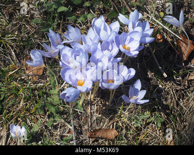 Purple crocus d'automne photographié dans la chaîne de montagnes du Pinde, Macédoine, Grèce en octobre Banque D'Images