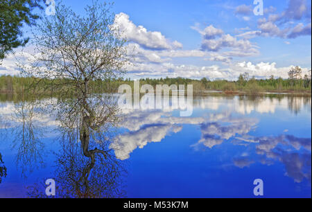 Paysage de printemps en Sibérie. Les arbres inondés debout dans l'eau Banque D'Images