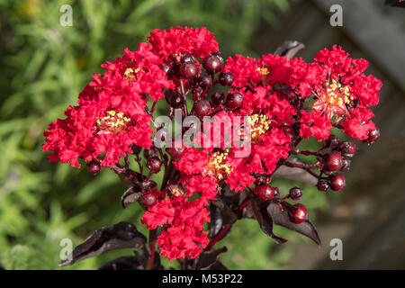 Lagerstroemia indica, Red Hot diamants dans le noir en Crepe Myrtle Doreen, Victoria, Australie Banque D'Images