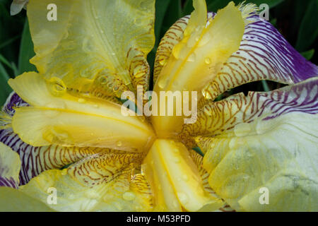 Iris mauve fleur avec des gouttes de pluie Banque D'Images
