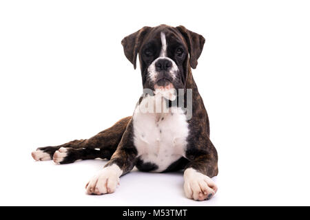 Un jeune et beau chiot boxer, isolé sur fond blanc Banque D'Images